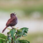 akspiel-sparrow-8064149_1280